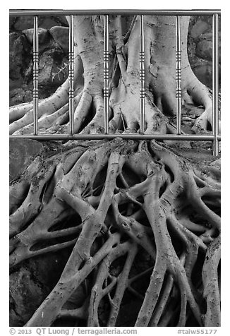 Roots and fence, Guandu Temple. Taipei, Taiwan