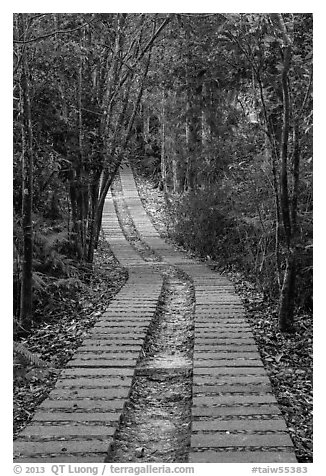Paved path in forest. Sun Moon Lake, Taiwan