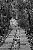 Paved path in forest. Sun Moon Lake, Taiwan (black and white)
