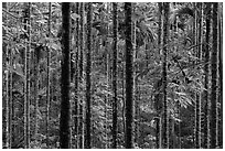 Dense forest with green leaves. Sun Moon Lake, Taiwan (black and white)