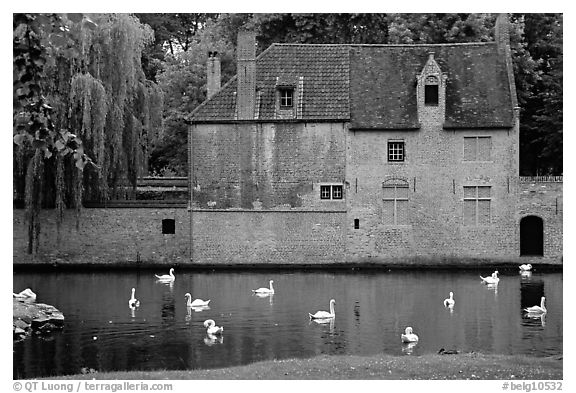 Swans, begijnhuisje, and canal. Bruges, Belgium (black and white)