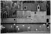 Swans, begijnhuisje, and canal. Bruges, Belgium (black and white)