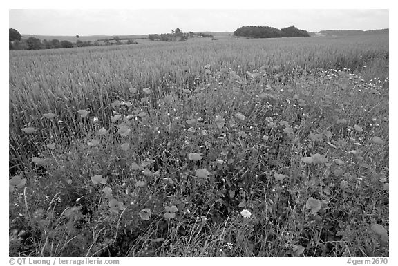 Field of red poppies. Bavaria, Germany (black and white)