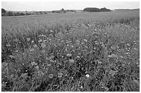 Field of red poppies. Bavaria, Germany ( black and white)