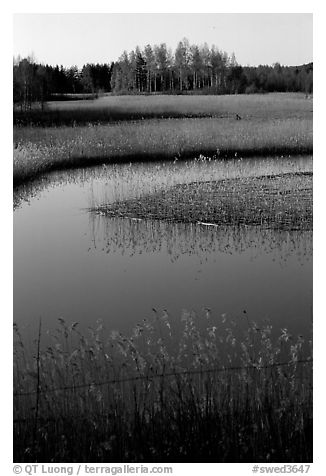Pond. Gotaland, Sweden (black and white)