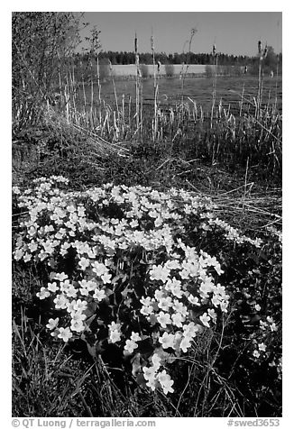 Yellow flowers on a lakeshore. Central Sweden (black and white)