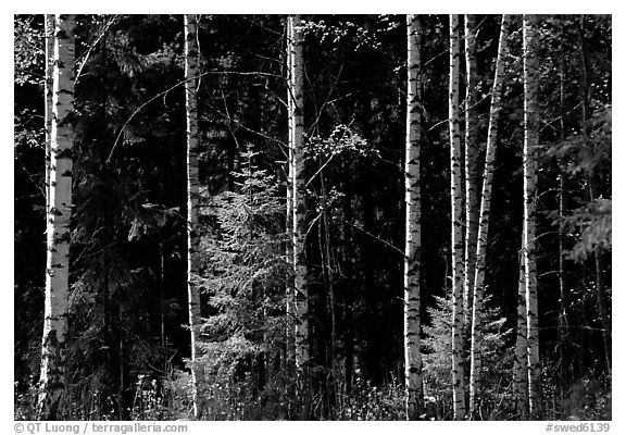 Aspen trees. Central Sweden (black and white)