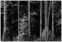 Aspen trees. Central Sweden ( black and white)