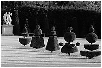Hedged trees, Versailles palace gardens. France ( black and white)