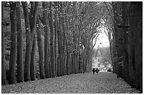 Sycamores, alley leading to Chenonceaux chateau. Loire Valley, France (black and white)