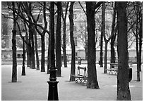 Park in winter, place Dauphine, ile de la Cite. Paris, France ( black and white)