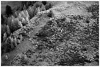 Herd of sheep on mountainside. Maritime Alps, France ( black and white)