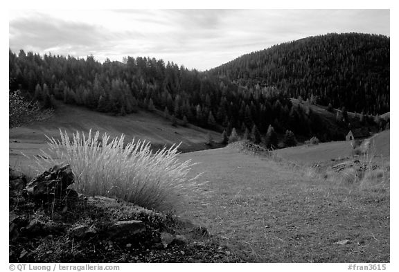 Mountain pasture in fall. Maritime Alps, France (black and white)