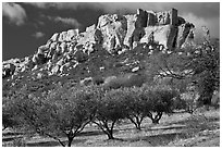 Olive trees and clifftop village, Les Baux-de-Provence. Provence, France ( black and white)