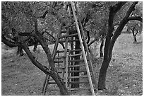Ladders in olive tree orchard, Les Baux-de-Provence. Provence, France (black and white)