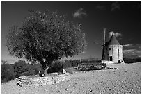 Olive tree and Alphonse Daudet windmill, Fontvielle. Provence, France (black and white)