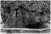 Moss-covered thermal fountain. Aix-en-Provence, France ( black and white)