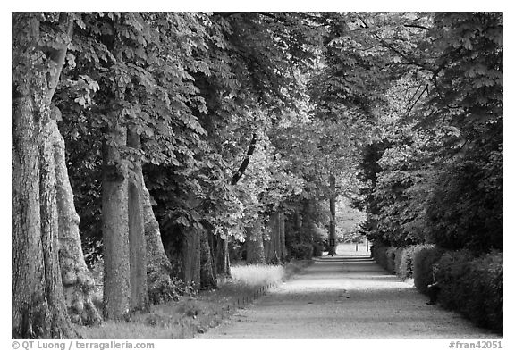 Chestnut trees, alley in English Garden, Palace of Fontainebleau. France (black and white)