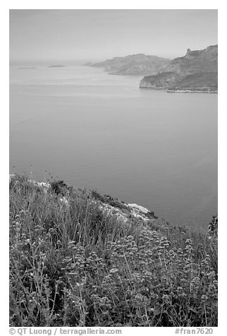 Wildflowers and cliffs dropping into the Mediterranean seen from Route des Cretes. Marseille, France (black and white)