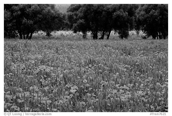 Red poppies and olive trees. Marseille, France (black and white)