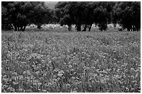 Red poppies and olive trees. Marseille, France ( black and white)