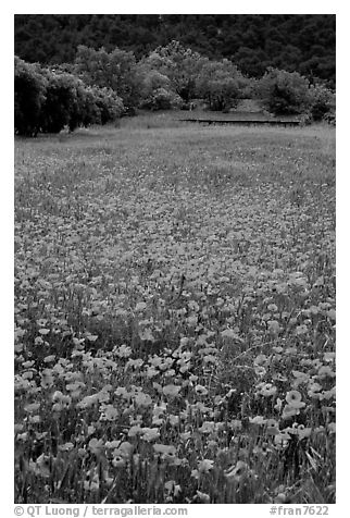 Red poppies and farm in the distance. Marseille, France (black and white)