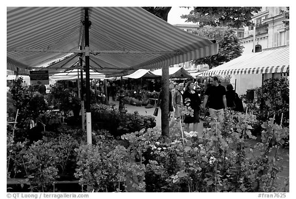 Flower Market, Nice. Maritime Alps, France (black and white)