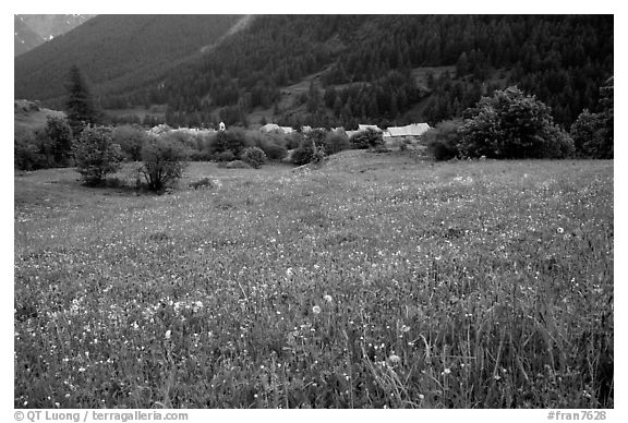 Meadow with wildflowers and village near Lautaret Pass. France (black and white)