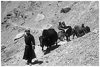 Group of people on narrow mountain trail with yaks, Zanskar, Jammu and Kashmir. India (black and white)