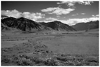 Wildflowers and cultivated fields in the Padum plain, Zanskar, Jammu and Kashmir. India ( black and white)