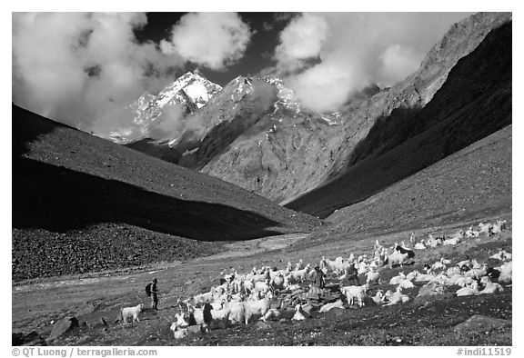 Trekker and sheep herd, Zanskar, Jammu and Kashmir. India (black and white)