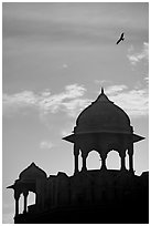 Bird and wall pavilions of Red fort, sunrise. New Delhi, India ( black and white)