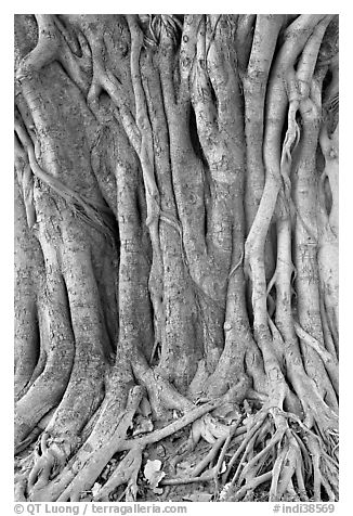 Banyan tree trunk detail. New Delhi, India (black and white)