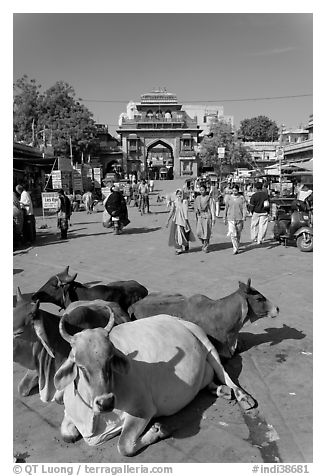 Sacred cows lying in Sardar Market. Jodhpur, Rajasthan, India