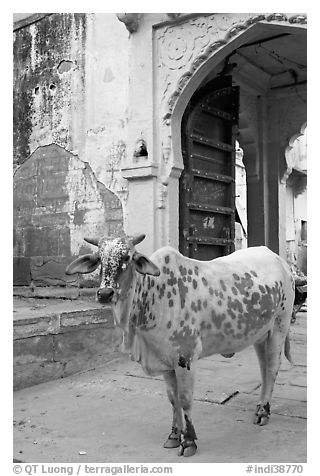 Cow and blue-washed archway. Jodhpur, Rajasthan, India