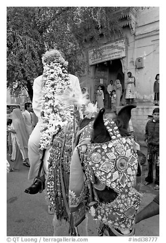 Flower-covered groom riding on horse. Jodhpur, Rajasthan, India