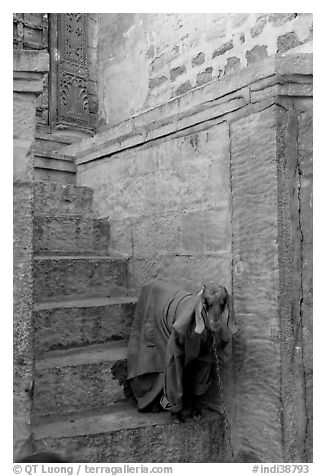 Goat covered with blanket on a blue entrance steps. Jodhpur, Rajasthan, India (black and white)