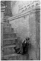 Goat covered with blanket on a blue entrance steps. Jodhpur, Rajasthan, India ( black and white)