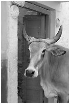 Cow and doorway. Jodhpur, Rajasthan, India (black and white)