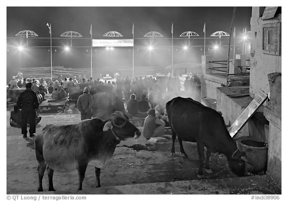 Sacred cows and ceremony at Dasaswamedh Ghat. Varanasi, Uttar Pradesh, India