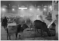 Sacred cows and ceremony at Dasaswamedh Ghat. Varanasi, Uttar Pradesh, India (black and white)
