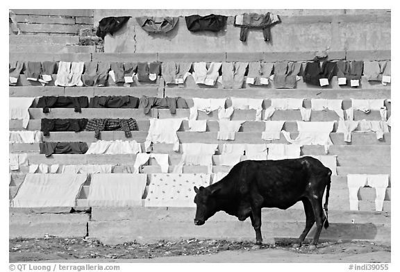 Cow and laundry. Varanasi, Uttar Pradesh, India