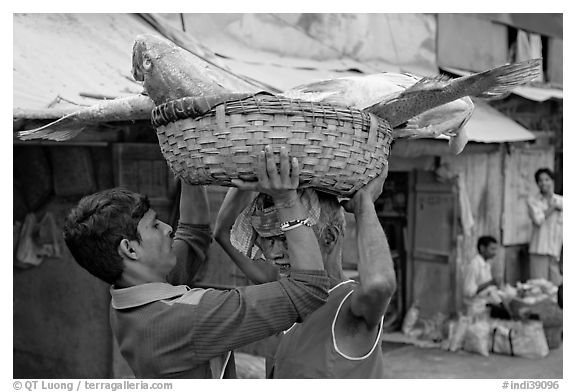Men unloading basket with huge fish from head, Colaba Market. Mumbai, Maharashtra, India (black and white)