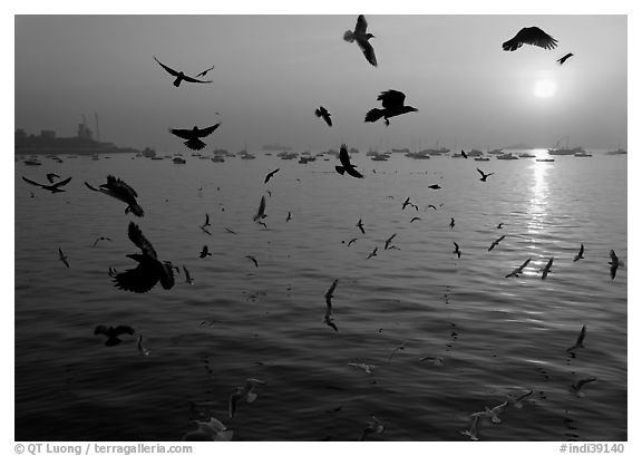 Multitude of birds flying in front of sunrise over harbor. Mumbai, Maharashtra, India