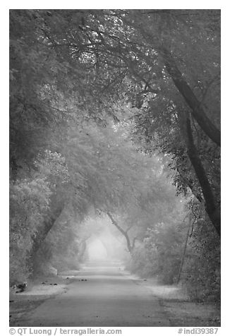 Main path in the dawn mist, Keoladeo Ghana National Park. Bharatpur, Rajasthan, India (black and white)