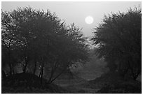 Trees at sunrise, Keoladeo Ghana National Park. Bharatpur, Rajasthan, India ( black and white)
