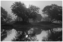 Pond at sunrise, Keoladeo Ghana National Park. Bharatpur, Rajasthan, India (black and white)