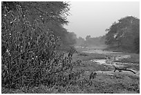 Wetlands at dawn, Keoladeo Ghana National Park. Bharatpur, Rajasthan, India ( black and white)