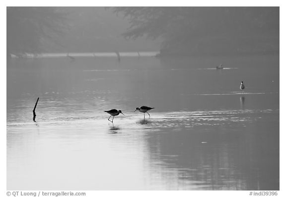 Wadding birds in pond, Keoladeo Ghana National Park. Bharatpur, Rajasthan, India (black and white)