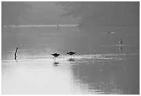 Wadding birds in pond, Keoladeo Ghana National Park. Bharatpur, Rajasthan, India ( black and white)